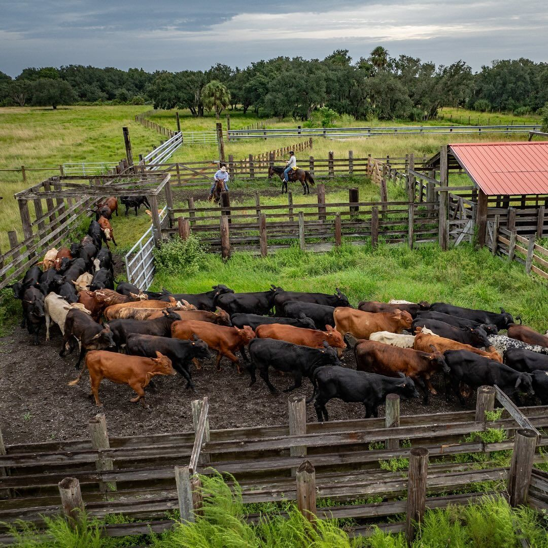 Aerial view of a cattle ranch with herders on horseback moving mixed-breed cattle through wooden pens