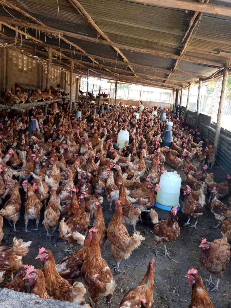 Free-range layer hens in a deep-litter house under a timber roof